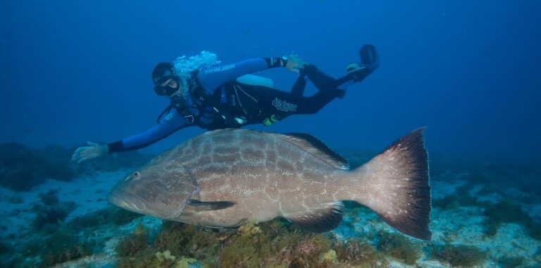 Best Diving Spots in Fernando de Noronha