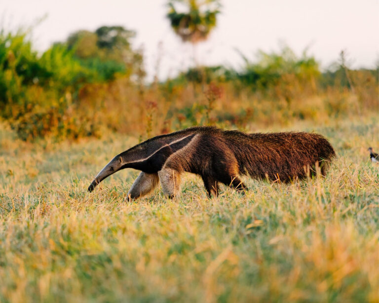 Wie viele Tage sollte ich im Pantanal bleiben? Wie viele Tage sollte ich im Pantanal bleiben?