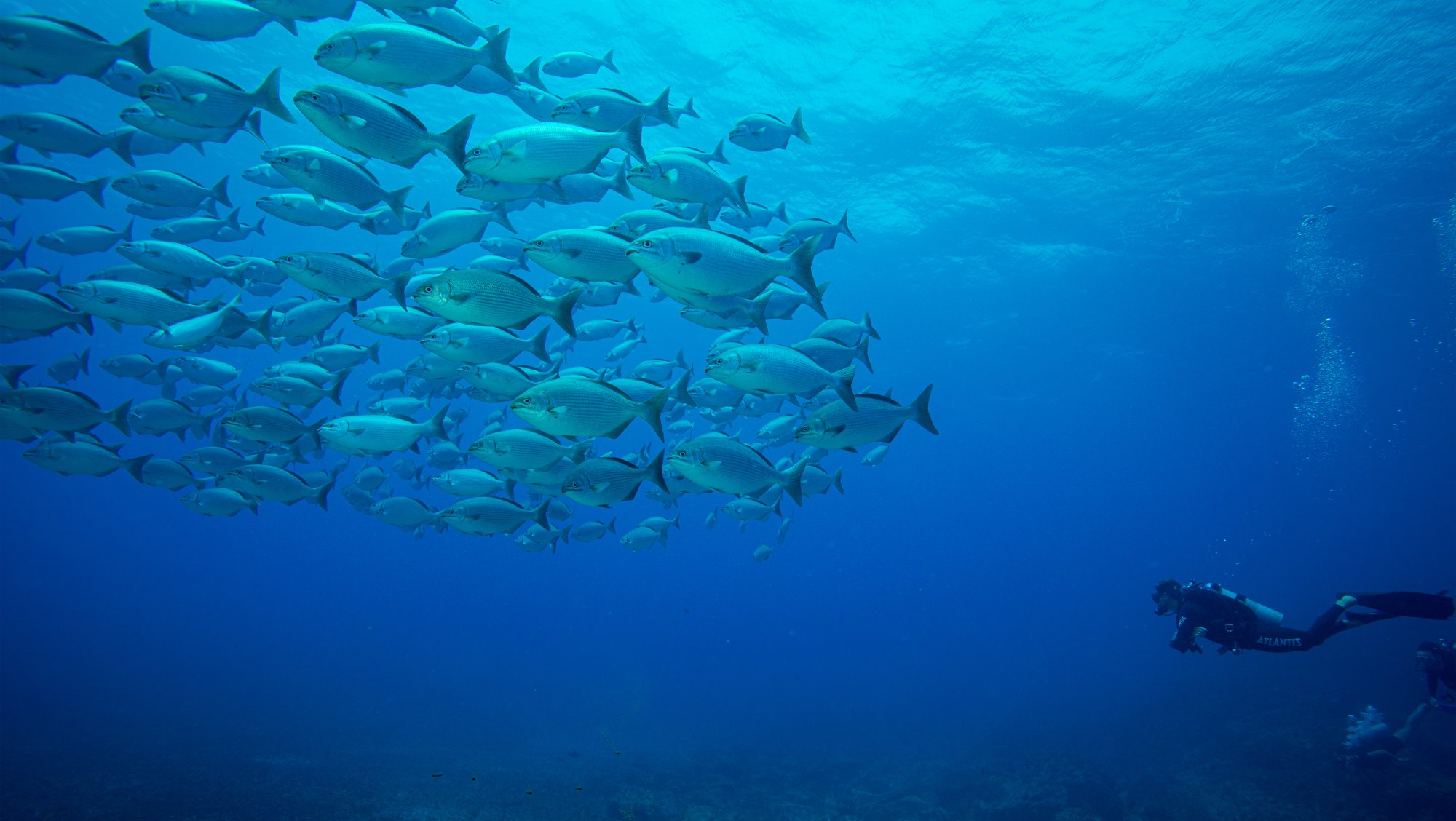 Advanced Adventurer Diving Course in Fernando de Noronha