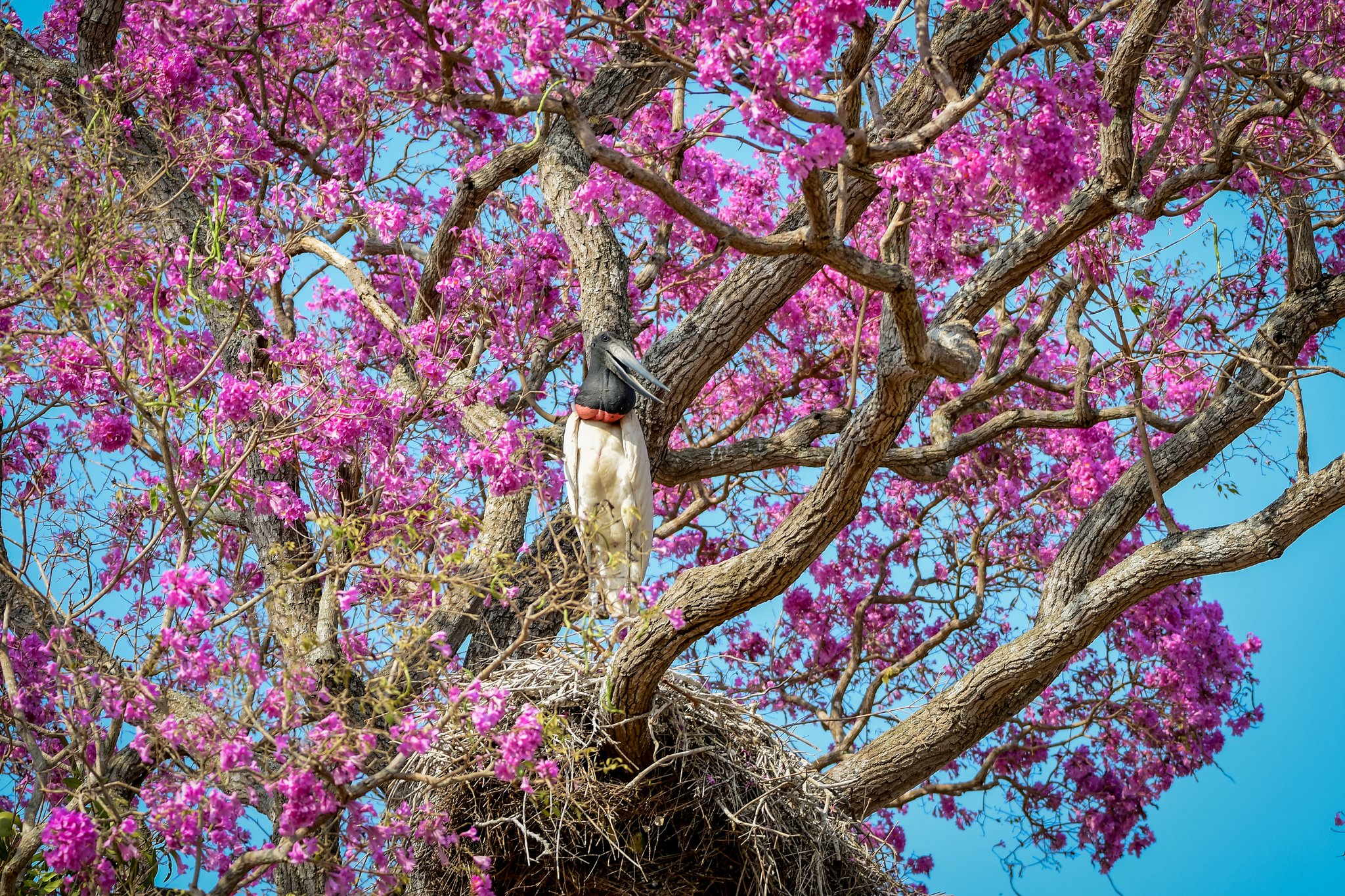 Budget Pantanal Tour: Affordable Wildlife & Lodging