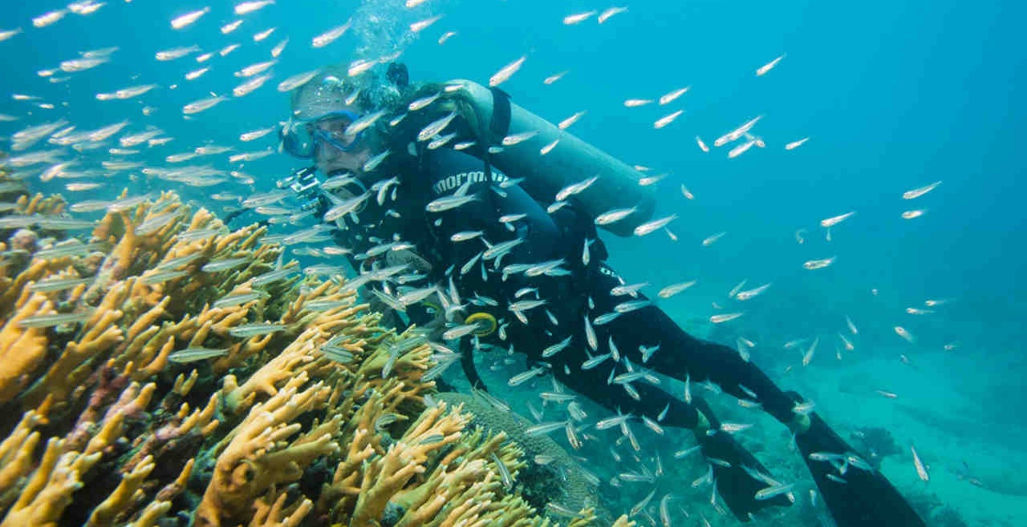 Diving Liveaboard Abrolhos: Dive Brazil’s First Marine Park