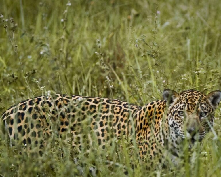 Was ist die beste Pantanal-Safari in Brasilien? Was ist die beste Pantanal-Safari in Brasilien?