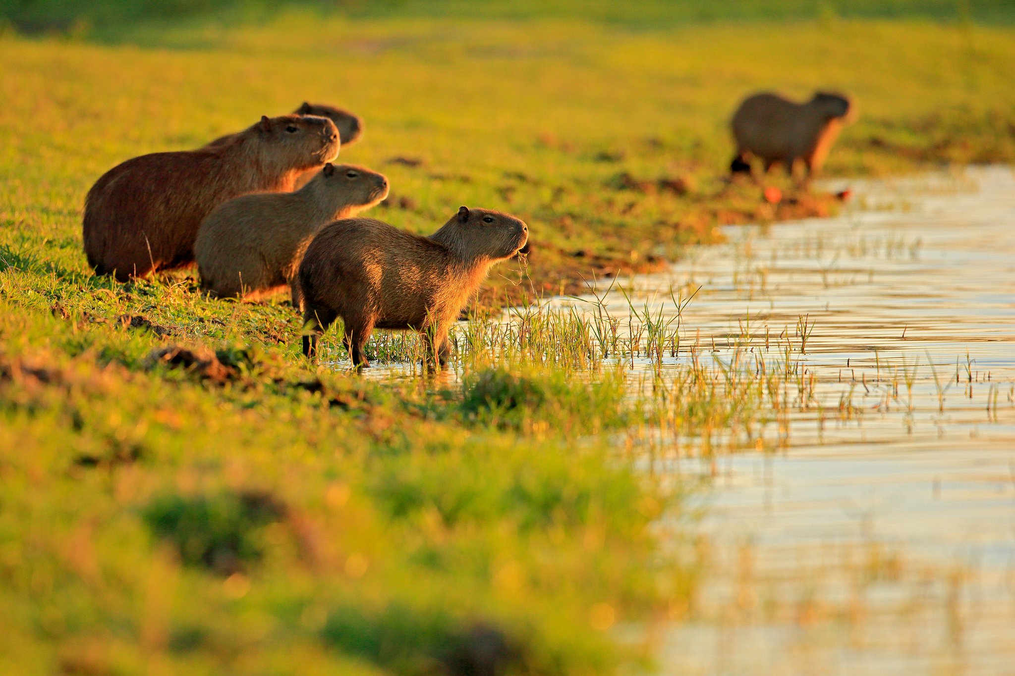 Pantanal Tour From Campo Grande: Wildlife Adventure