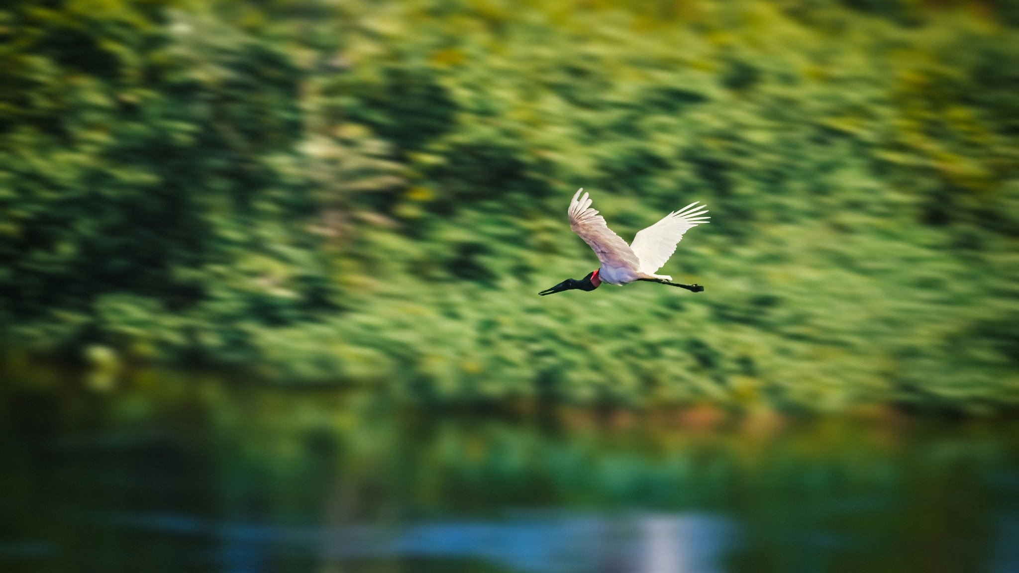 A jabiru stork in full flight over a river on a pantanal tour from campo grande, white wings outstretched and red neck pouch vivid against a lush green canopy