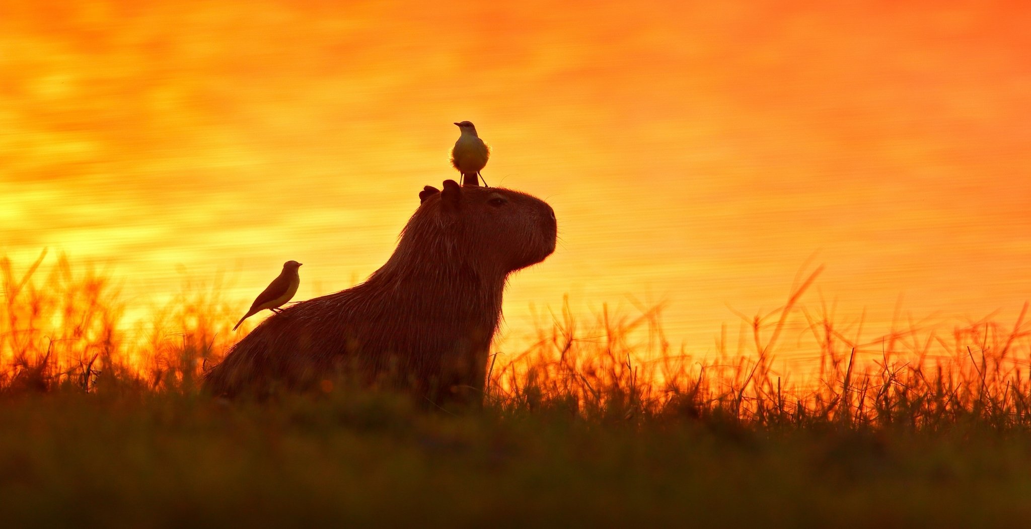 Pantanal Wildlife Tour from Cuiabá