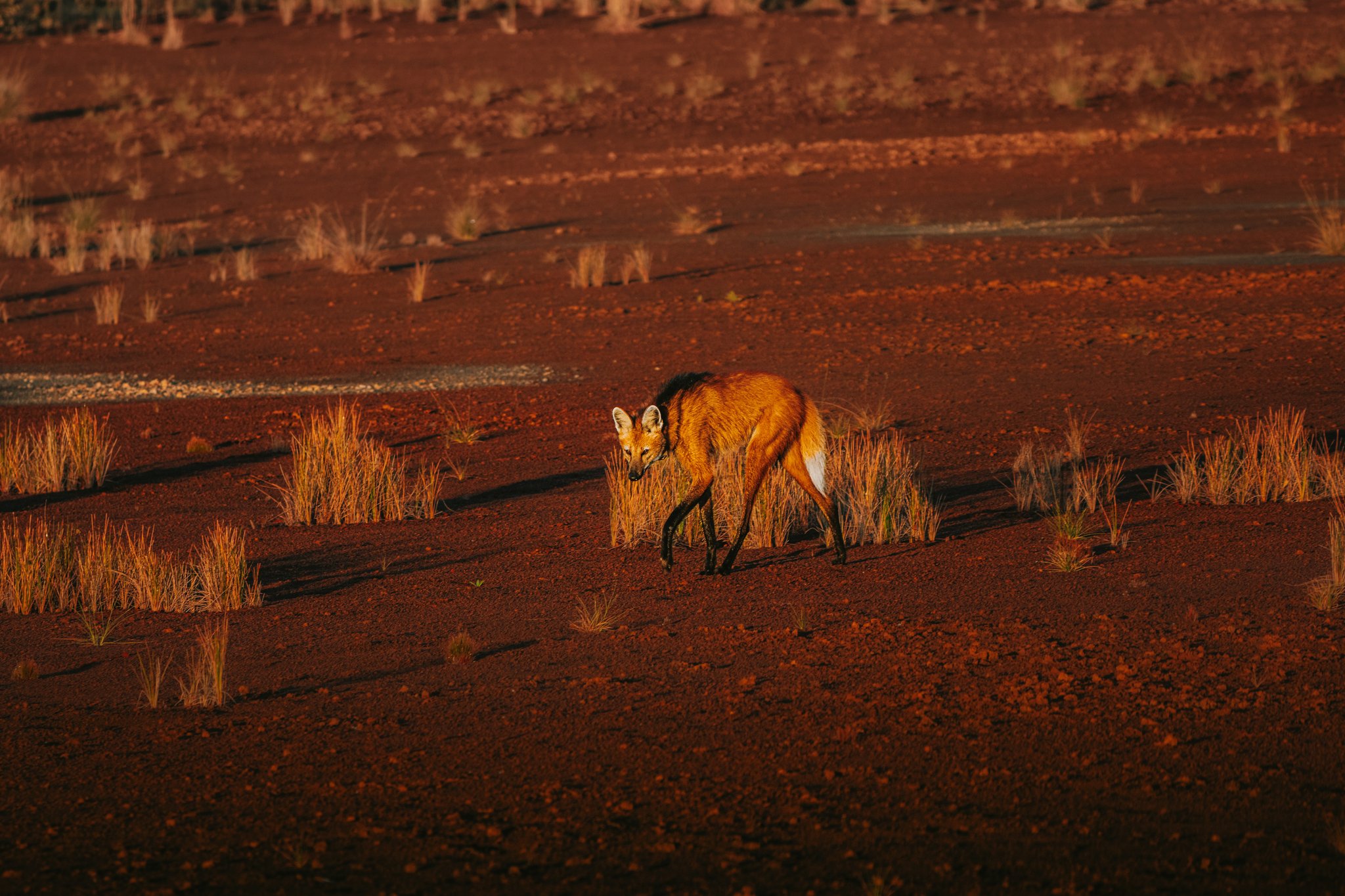 Brazil’s Wild Cerrado Tour at Pousada Trijunção