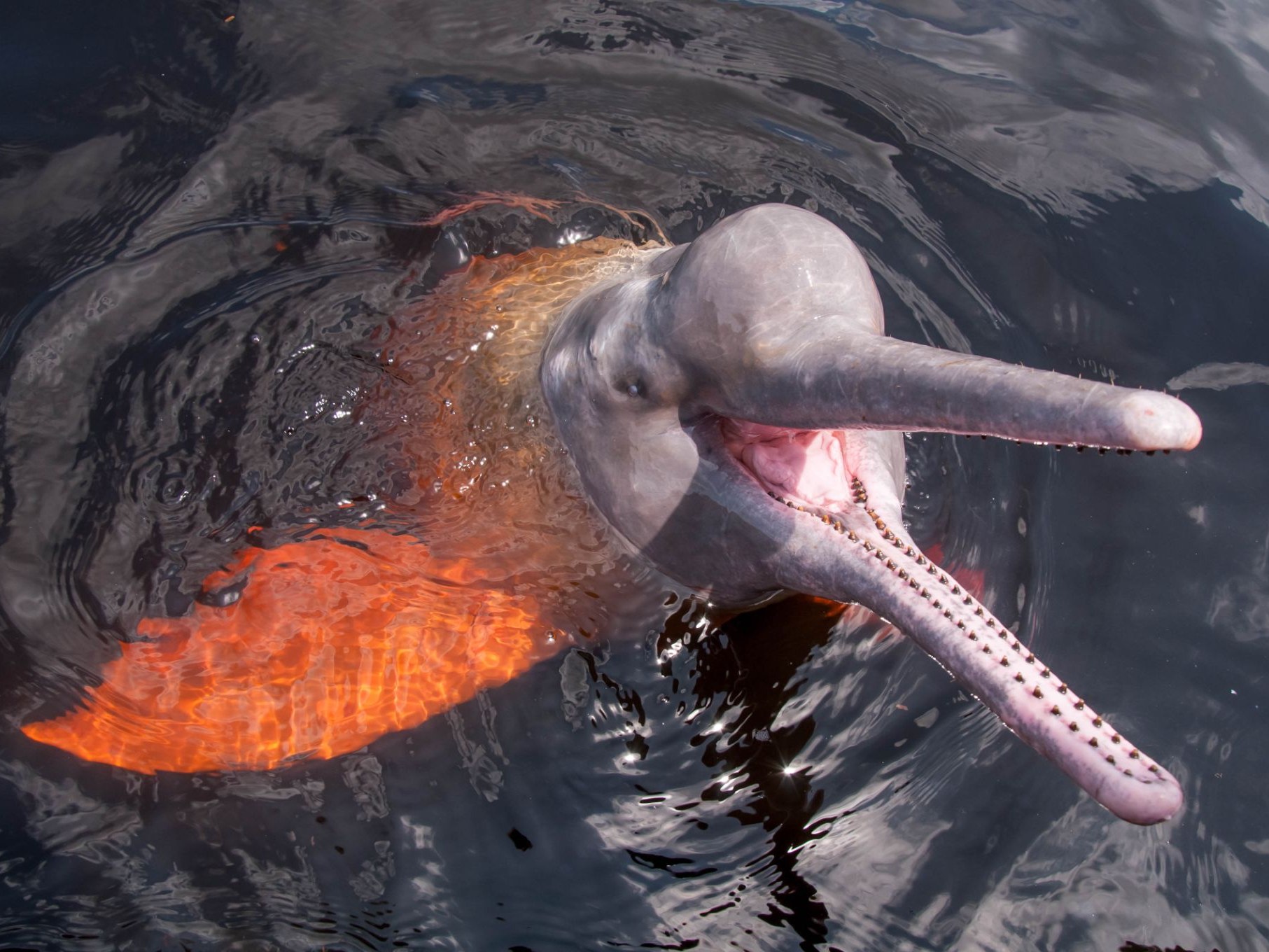 An Amazon pink river dolphin at the surface of a dark river, its long tooth-lined beak open and its head raised out of the water.
