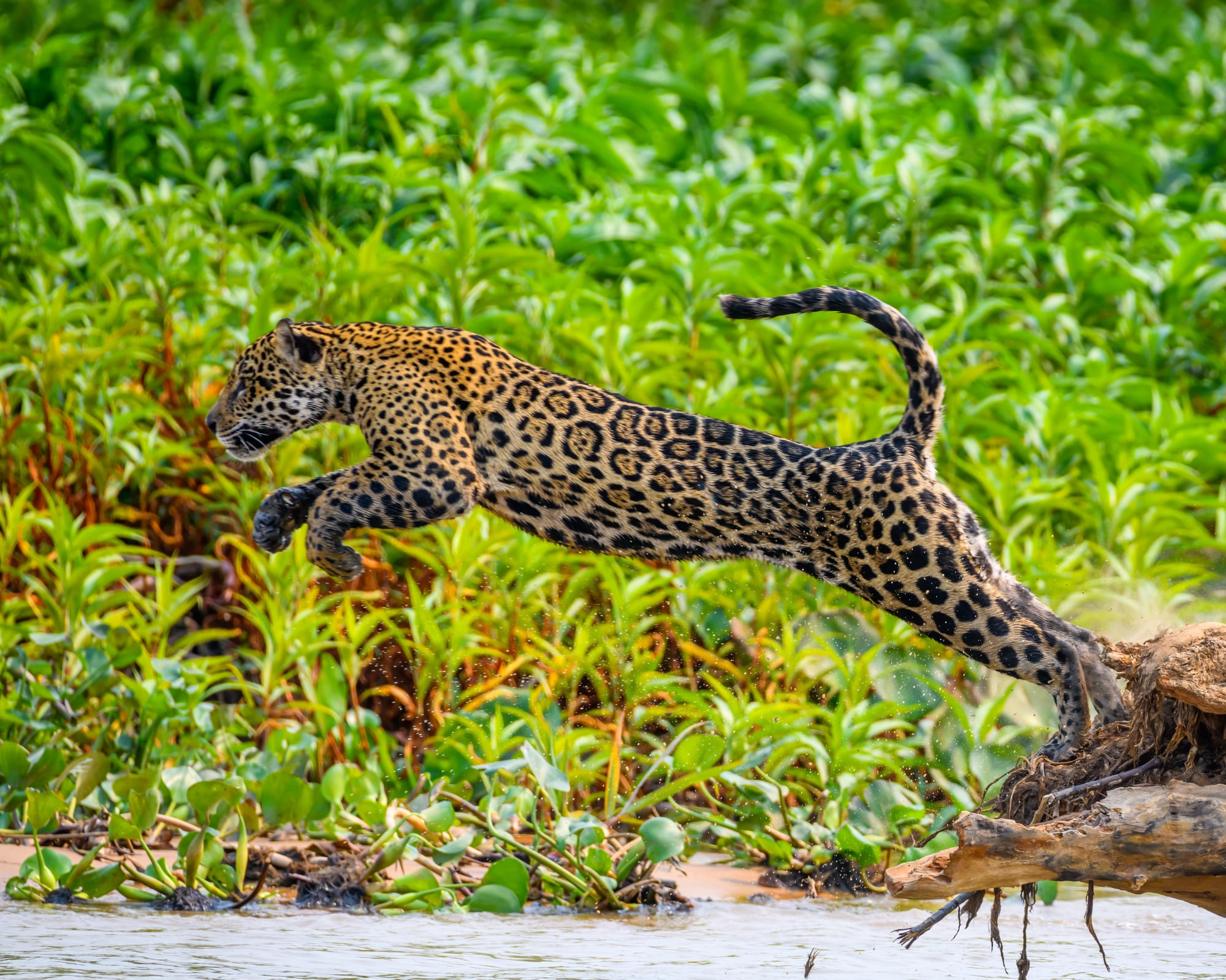 How to Visit the Pantanal in Brazil: Travel Guide