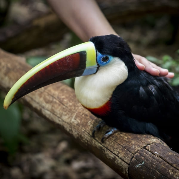 Tucano recebendo carinho em um galho no Parque das Aves, em Foz do Iguaçu, no Brasil.