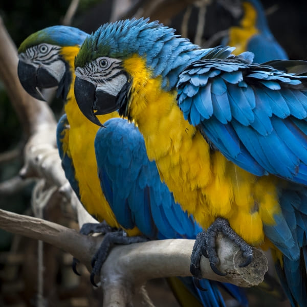 Duas araras-canindé pousadas lado a lado no Parque das Aves, em Foz do Iguaçu, no Brasil.