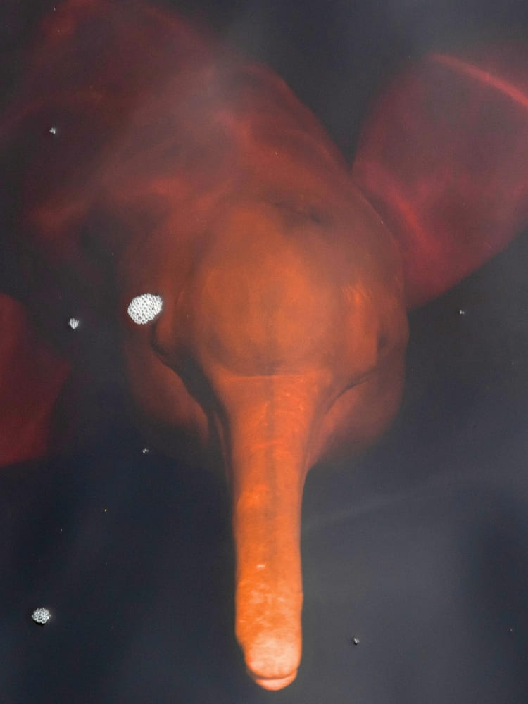 Amazon pink river dolphin, the boto-cor-de-rosa, surfacing in the Rio Negro