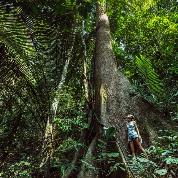 Viajante ao pé de uma sumaúma gigante na floresta amazônica, Brasil.