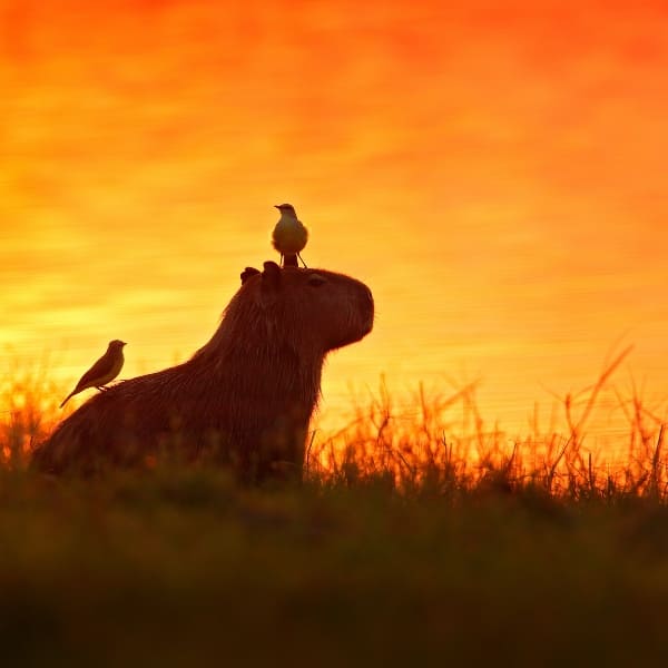 Capivara com duas aves nas costas, em silhueta contra o pôr do sol alaranjado no Pantanal, Brasil.