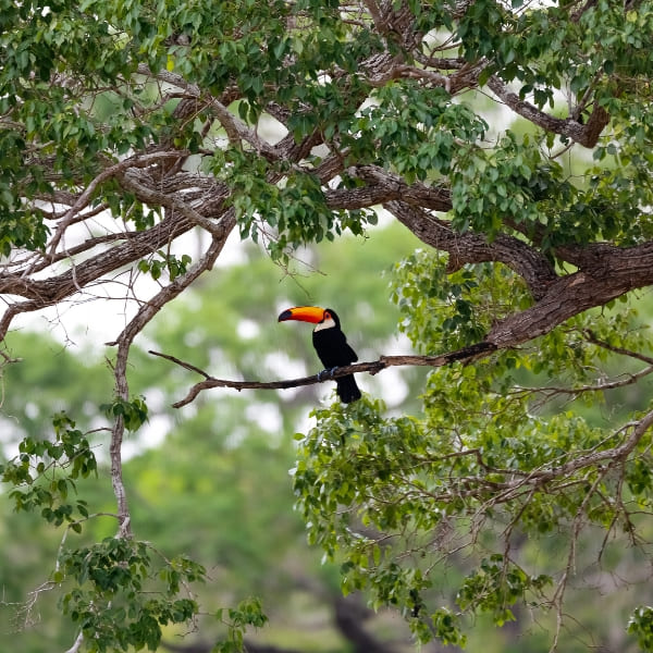 Tucano-toco pousado em um galho no Pantanal, Brasil.