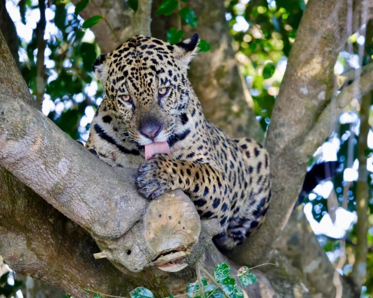 Five Jaguars in One Day: Michael’s Family Pantanal Safari in Brazil Five Jaguars in One Day: Michael’s Family Pantanal Safari in Brazil