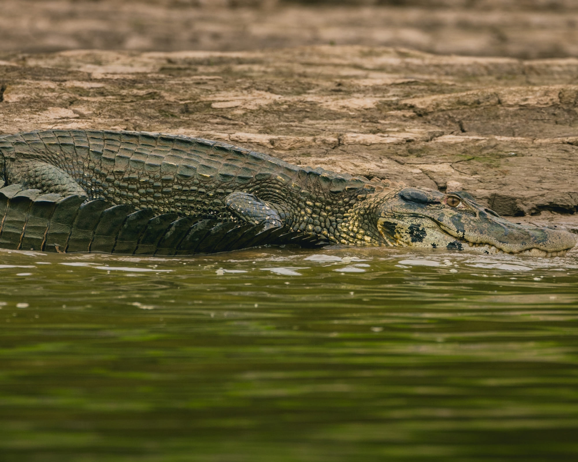 Há perigos na Amazônia? Veja como visitar a floresta com segurança
