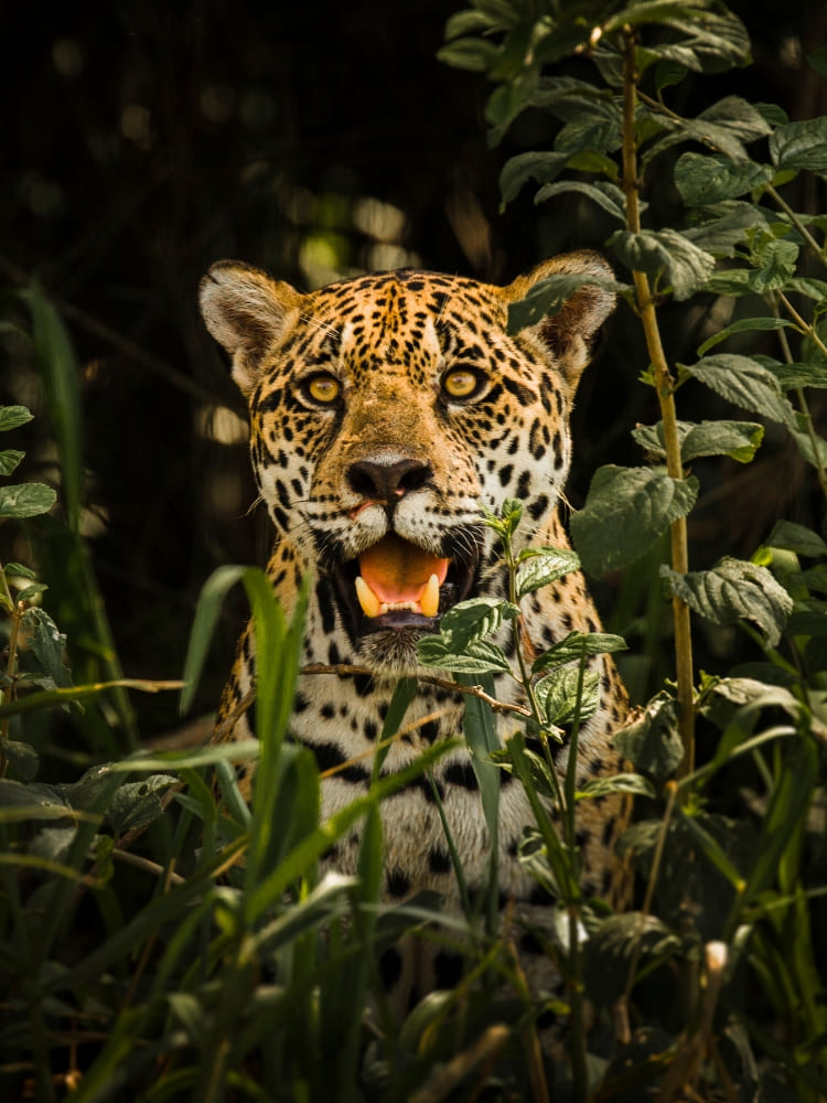Onça-pintada olhando de frente por entre a vegetação densa da floresta amazônica, no Brasil