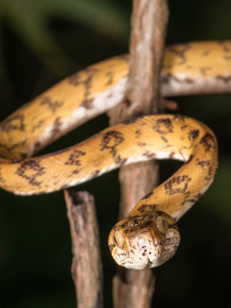 Serpente amarela com manchas escuras enrolada em um galho fino na floresta amazônica, à noite