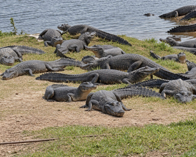 Three Nights in the South Pantanal: Sandy’s Wildlife Story in Brazil Three Nights in the South Pantanal: Sandy’s Wildlife Story in Brazil